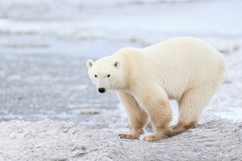 Polar Bear in buggy track, Churchill, Canada - Polar Bear