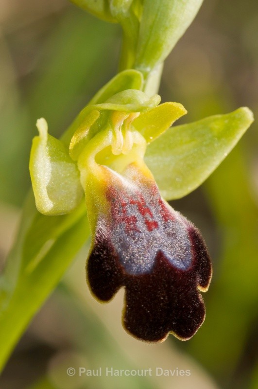 Ophrys fusca (lucifera) - Orchids - Ophrys