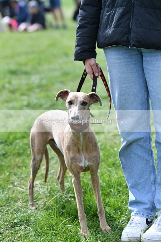WJ5_9770 - Class 3 Most Handsome Dog