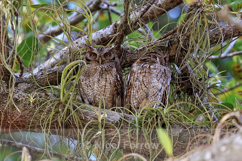 Tropical Screech-Owls roosting daytime, Osa Peninsula, Costa Rica - Tropical Screech-Owl