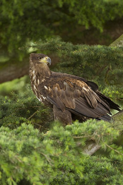 Juvenile White tailed Eagle - THE WHITE TAILED EAGLES GALLERY. Images of the British Sea Eagle