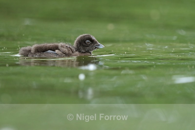 Common Loon chick, Minnesota, USA - Great Northern Diver