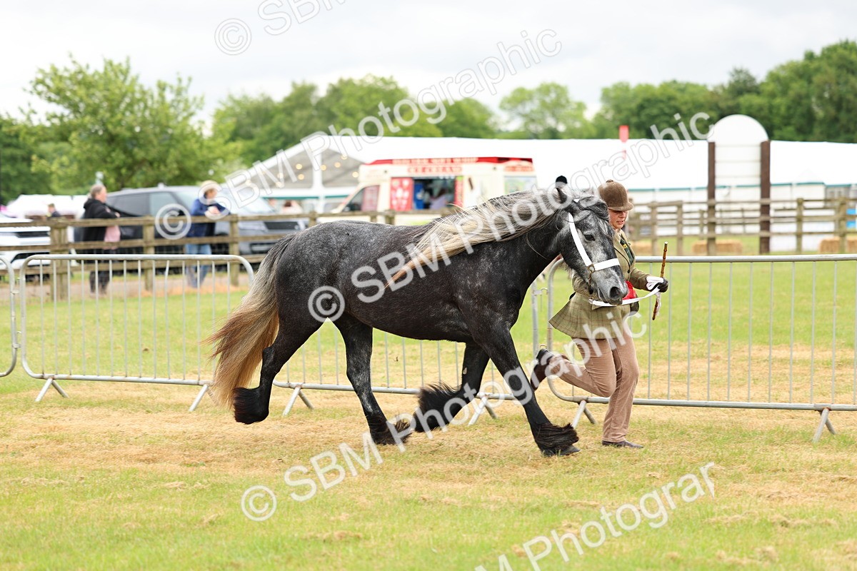 SBM_00600 - Class 58-67 - M&M Non Welsh Pony In hand