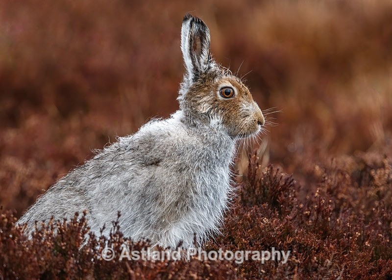 Mountain Hare - Latest Images