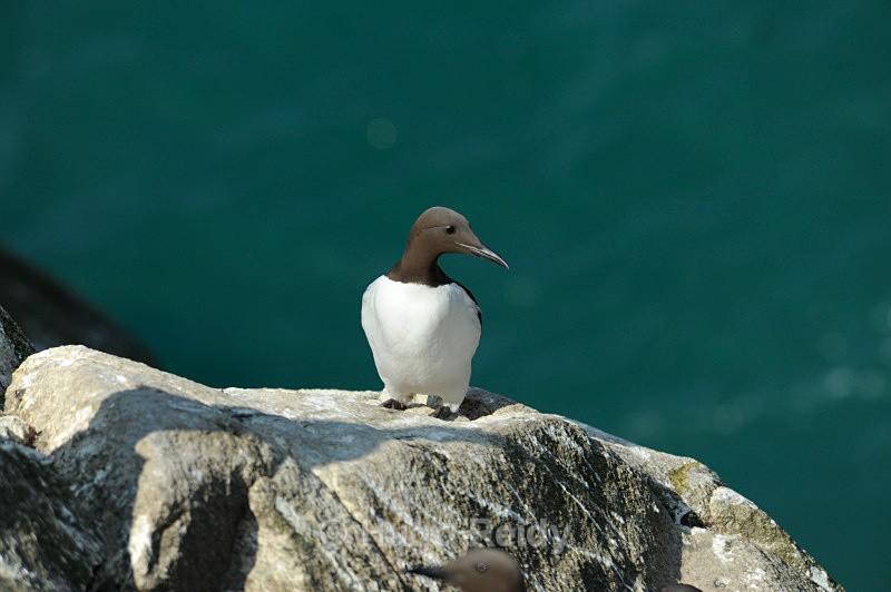  - Saltee Islands Birdlife