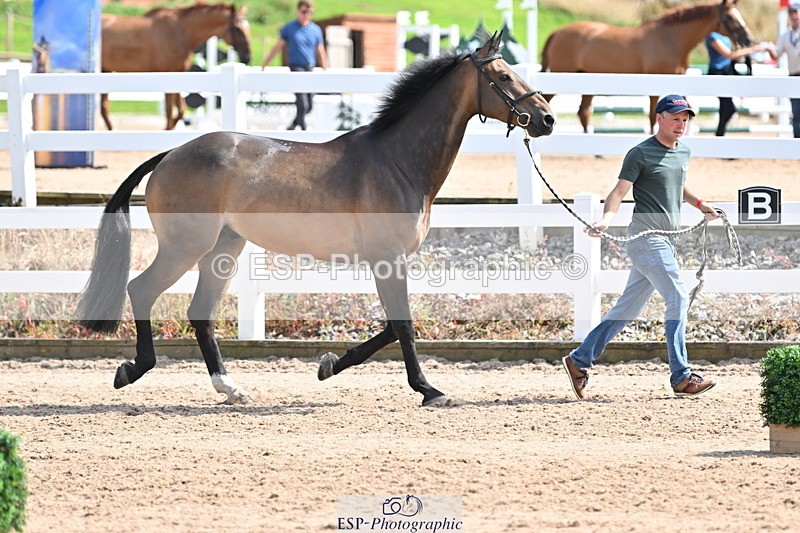 240717A-153909-02948 - Trot Up 3pm to 4pm