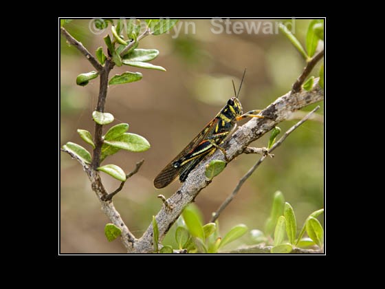 Galapagos cricket - actually Large Painted Locust - Galapagos Islands