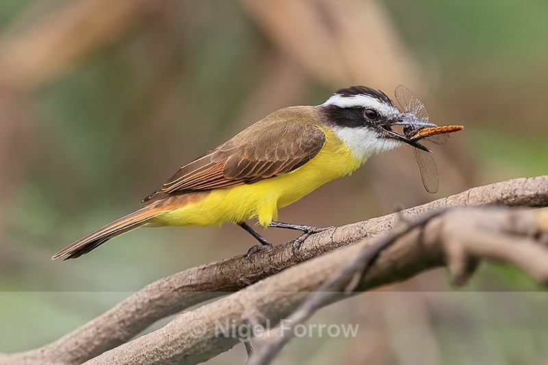 Lesser Kiskadee with dragonfly, Pantanal, Brazil - Lesser Kiskadee