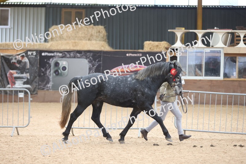 20251109-1128 - Championship