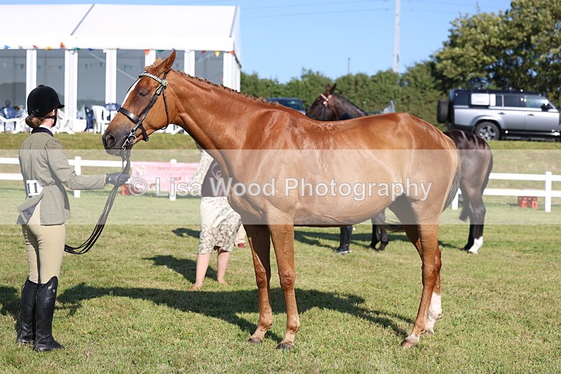 3E7A5683 - Class 2: Rising Star Large Hack/Riding Horse