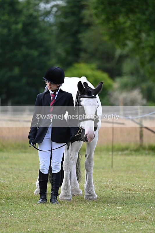 WJ7_7155 - Class 5a Most Handsome Gelding in Hand