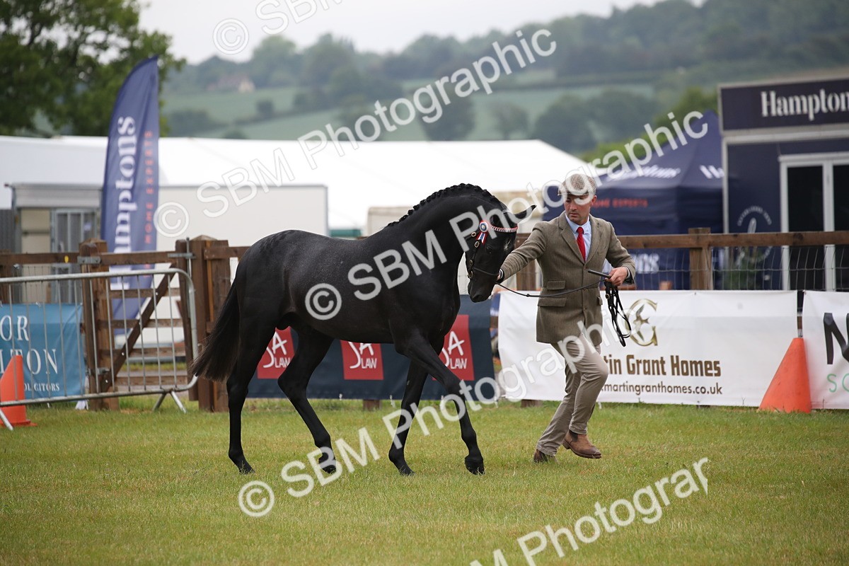 SBM_00035 - Class 17-20 - Arab & Part Bred - Anglo Arab In Hand