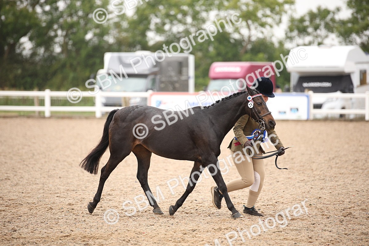 SBM_20151 - Class 702 - IH  Show Horse Pony