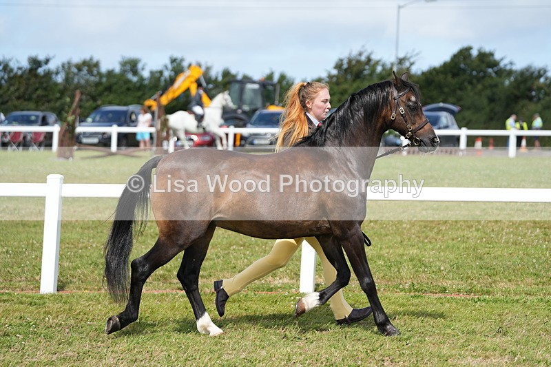DSC05451 - Class 50: NPS M&M 4 years and over Small Breeds