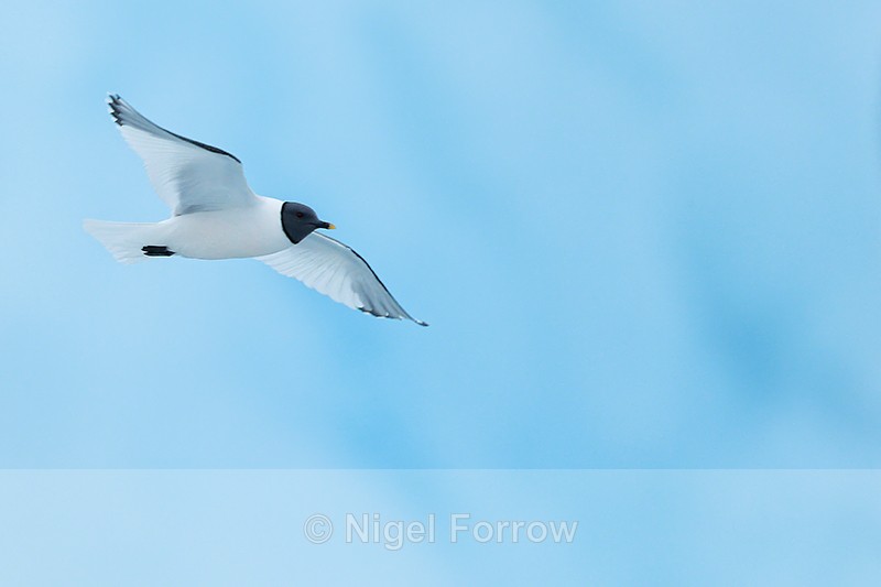Sabine's Gull flying, blue iceberg, Jokulsarlon, Iceland - Sabine's Gull