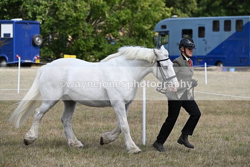 WJ6_6491 - Class 20 In-hand Cob