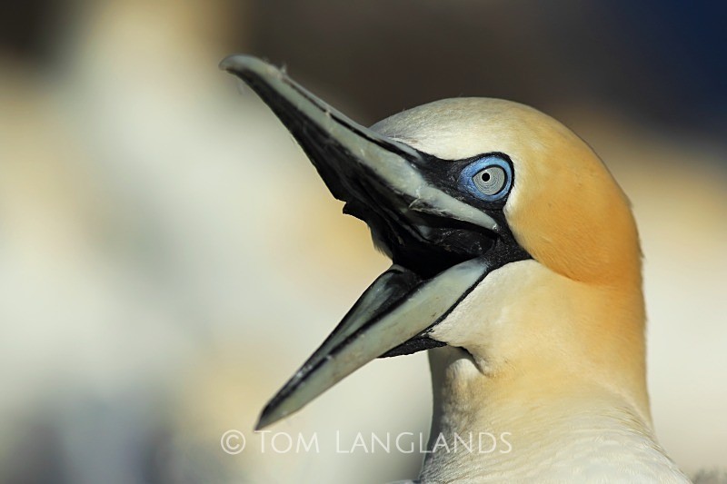 Northern Gannet - Gannets and Puffins