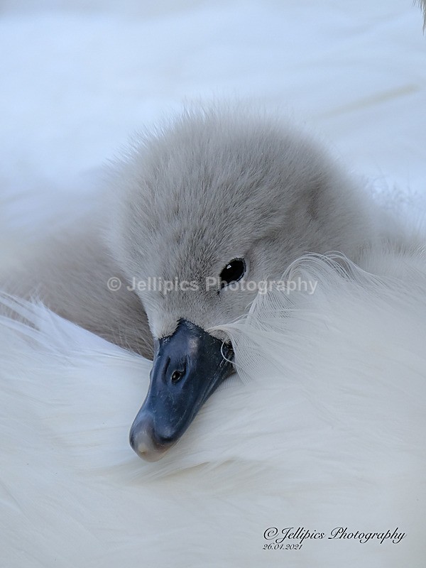  - Wildlife and Nature