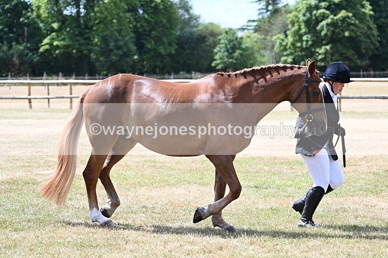 WJ7_2007 - Class 4a Prettiest Mare 14.2hh and over hand