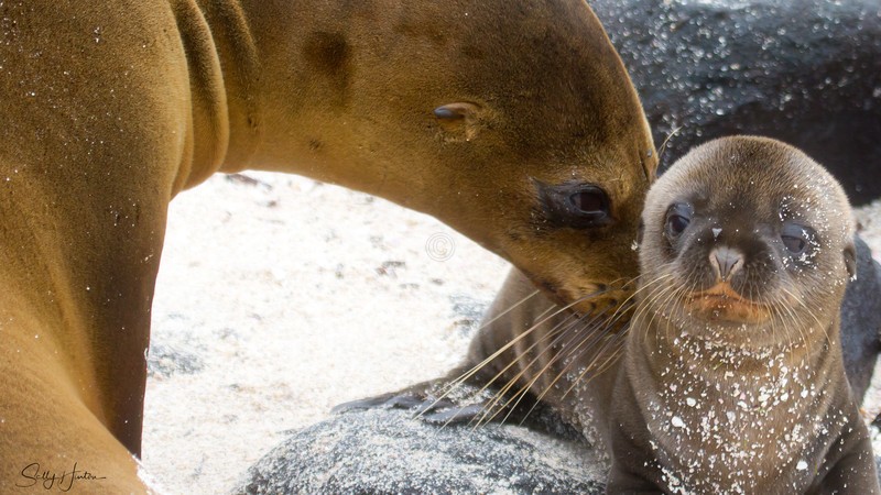 Sealion Cow and Pup