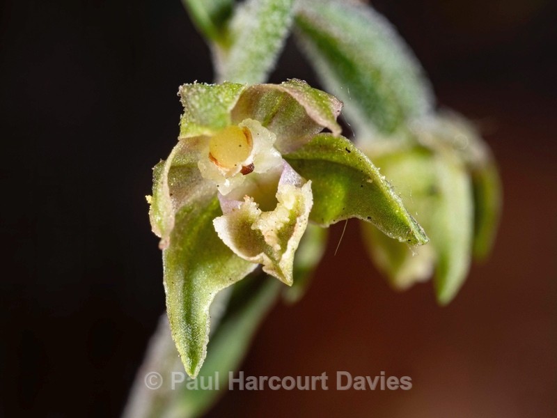 Small-leaved helleborine (Epipactis microphylla) - Wild Orchids 2020