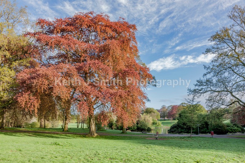 8SKJ6754 - Trees in Abington Park