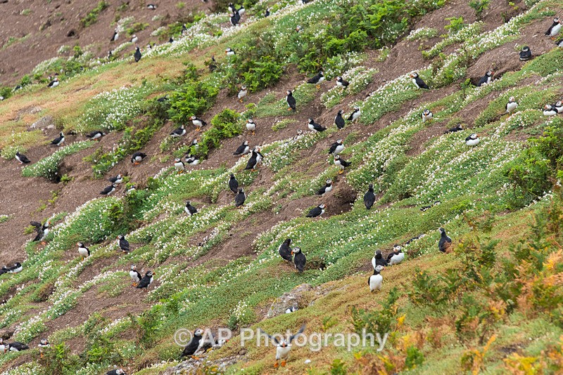 ACP_9809-1 - Puffins on Skomer Island