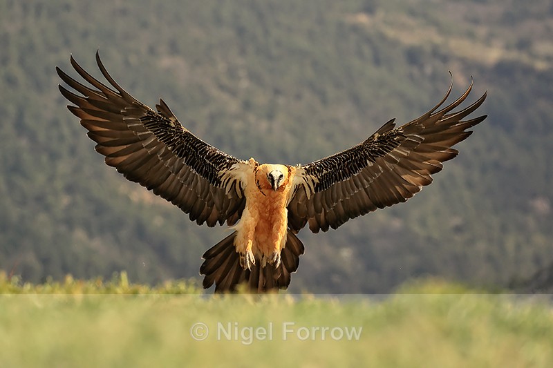 Lammergeier landing feet down, Catalonia, Spain - Lammergeier