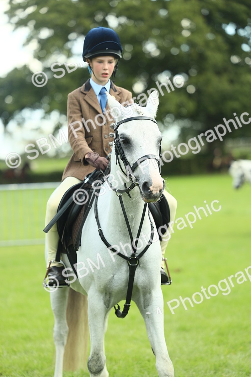 SBM_42207 - S29 - Novice & Newcomers Working Hunter Pony
