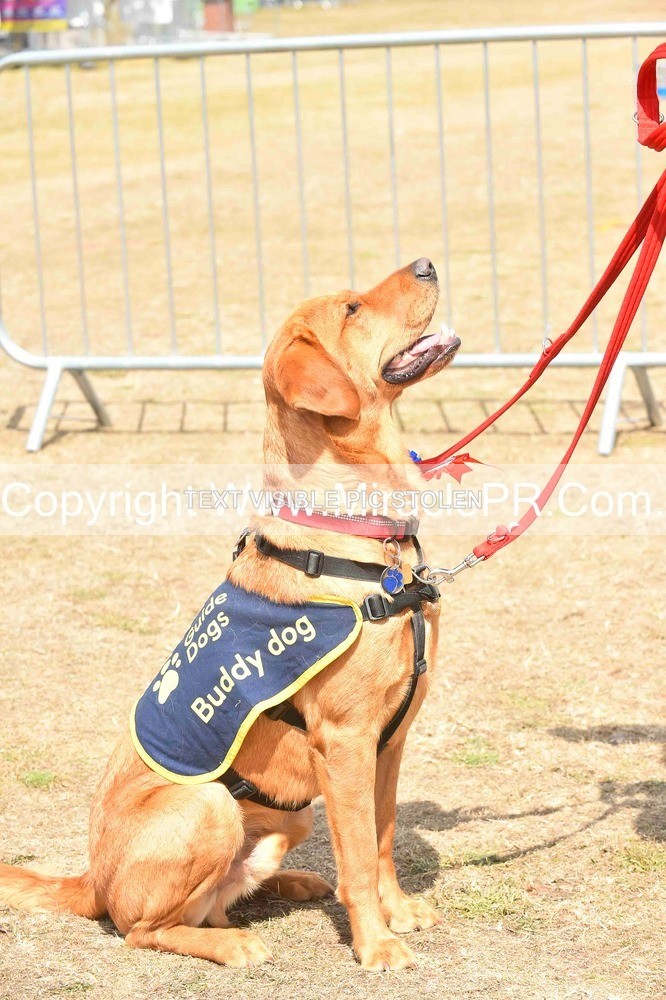 SH4_0214 - Dog show.