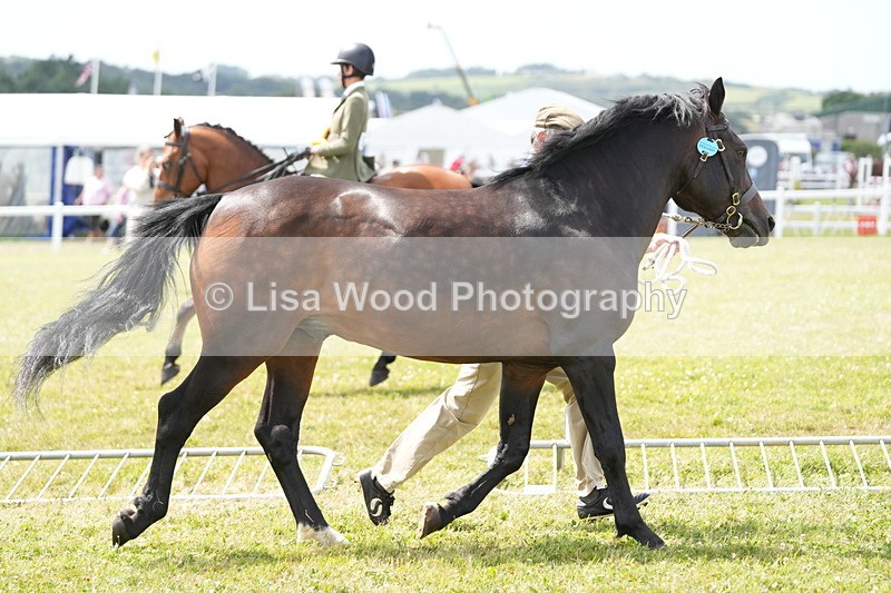 DSC05978 - NPS M&M In Hand Championship