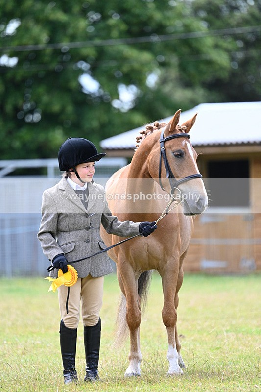 WJ7_6759 - Class 5 Handsome Gelding in hand