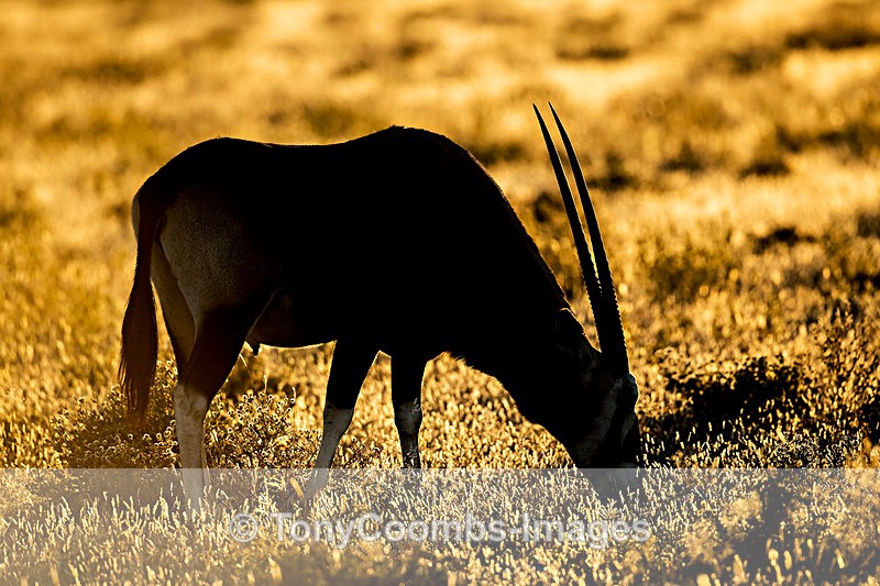 Oryx  (at first light) - Etosha National Park ~ Mammals