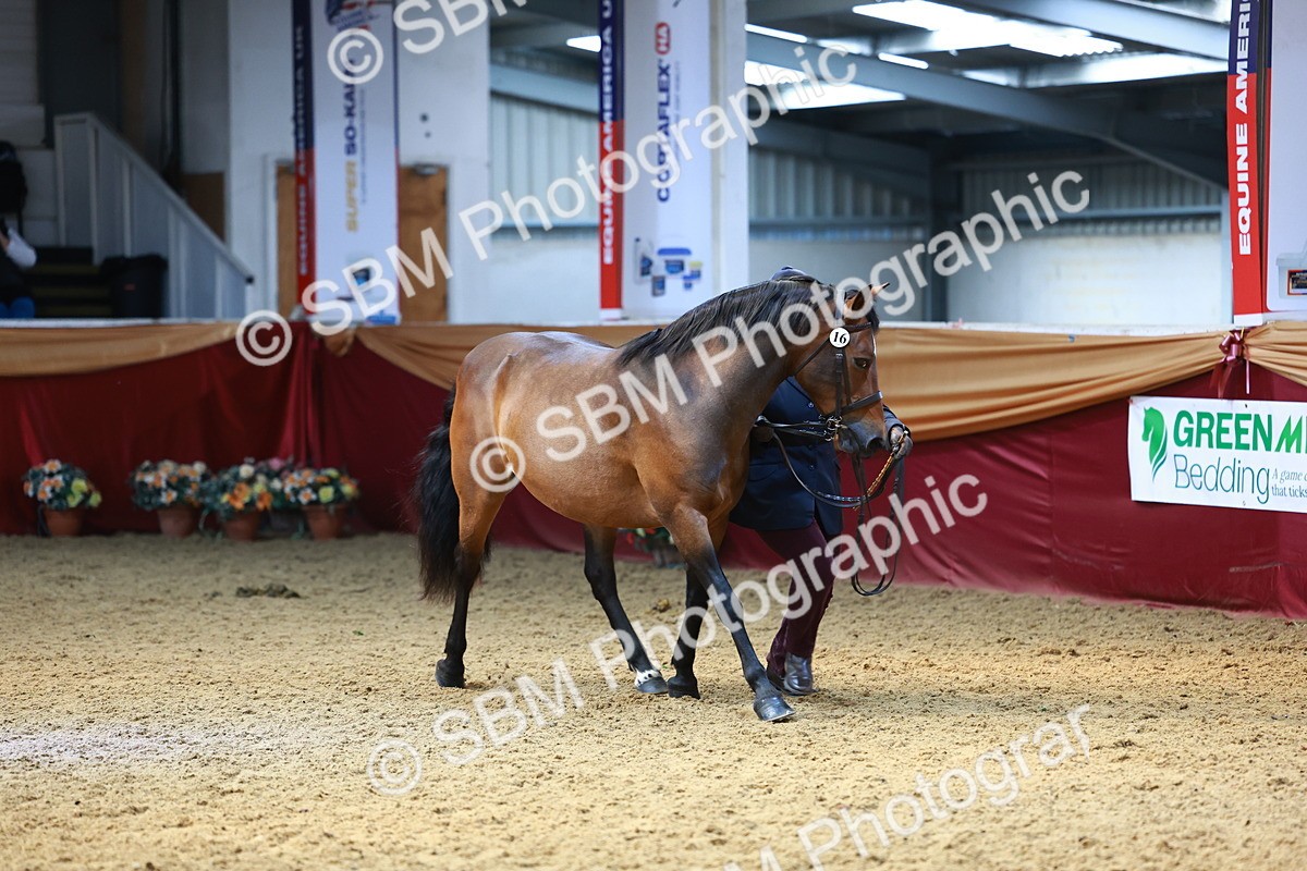 SBM_23213 - Class 903 - Supreme Final - IH Pre Vet