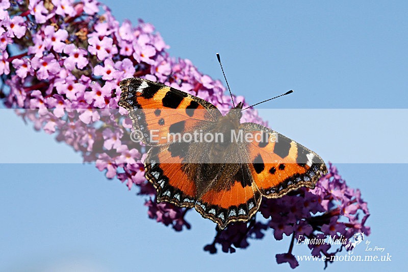 Small Tortoiseshell 260813 6 - Nature