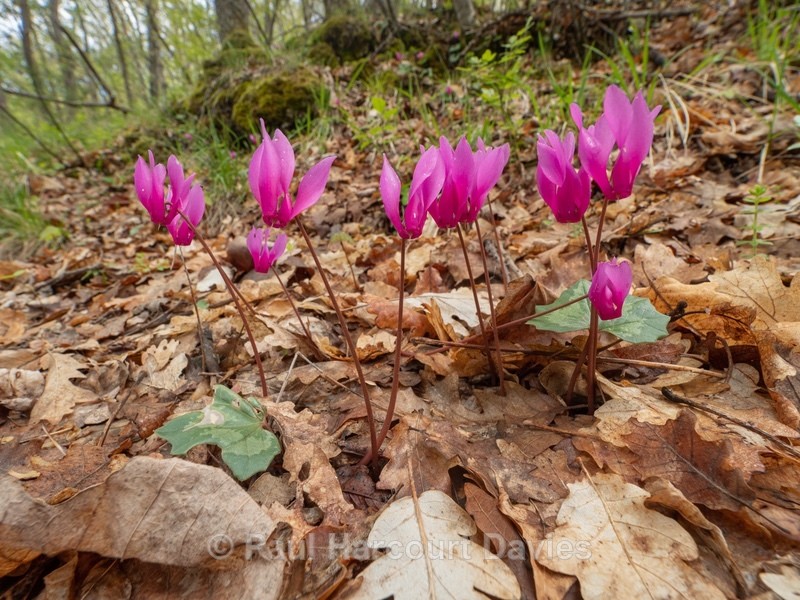 Spring Cyclamen (Cyclamen repandum) - Gargano - Wild Flowers