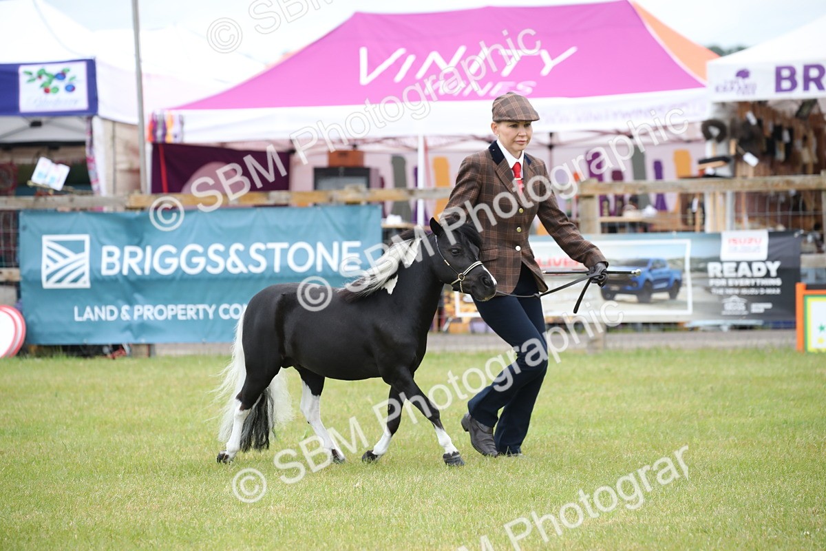 SBM_03718 - Class 23-25 - British Miniature Horse of the Year