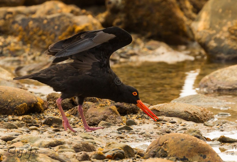 Sooty Oyster Catcher 8