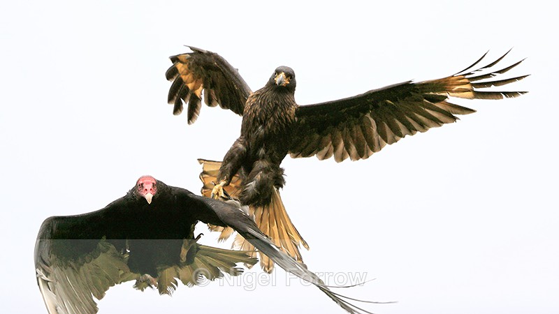 Striated Carcara attacking Turkey Vulture, Carcass Island, Falklands - Striated Caracara
