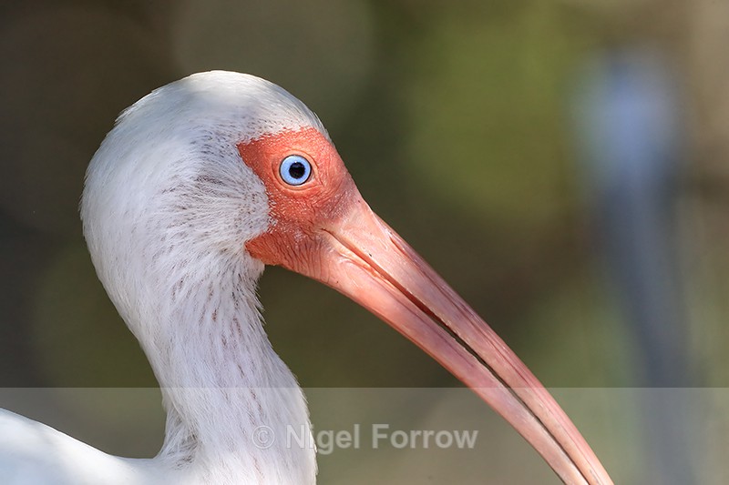 White Ibis close view, Gatorland, Orlando, Florida - White Ibis