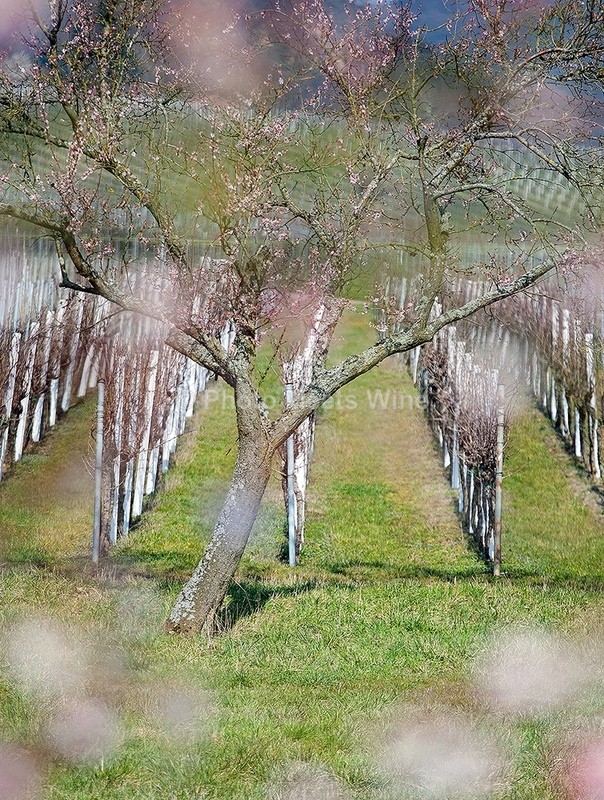  - Vineyards & Vines / Weinberge & Reben