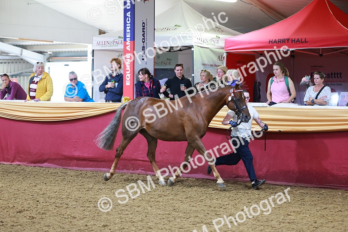 SBM_14729 - Class C - Novelty champ