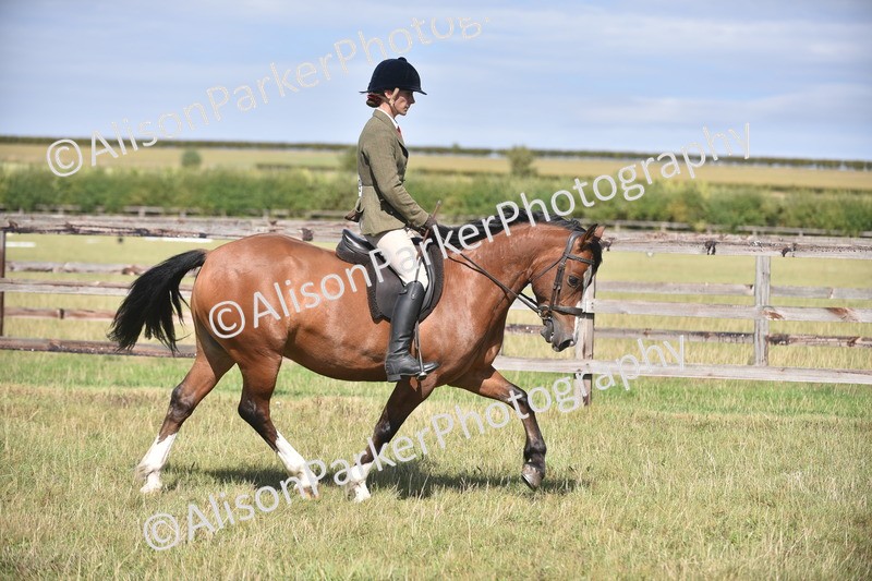20260906-2660 - Class 12 - 14.2hh and Under