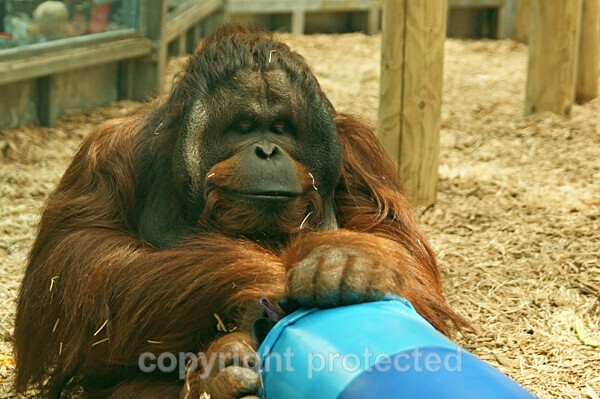 Orangutan - Tiga - Primates