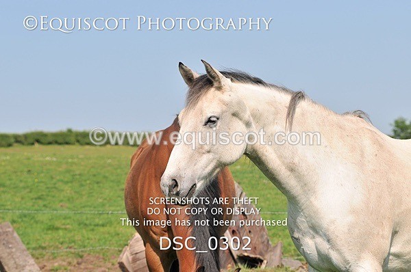 DSC_0302 - ARCHIVE REQUEST - Quincy and Guinness