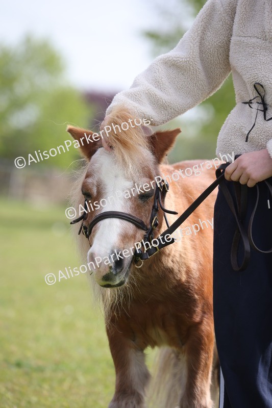 20260426-3155 - Class 26 - Shetland Ponies and Minitures