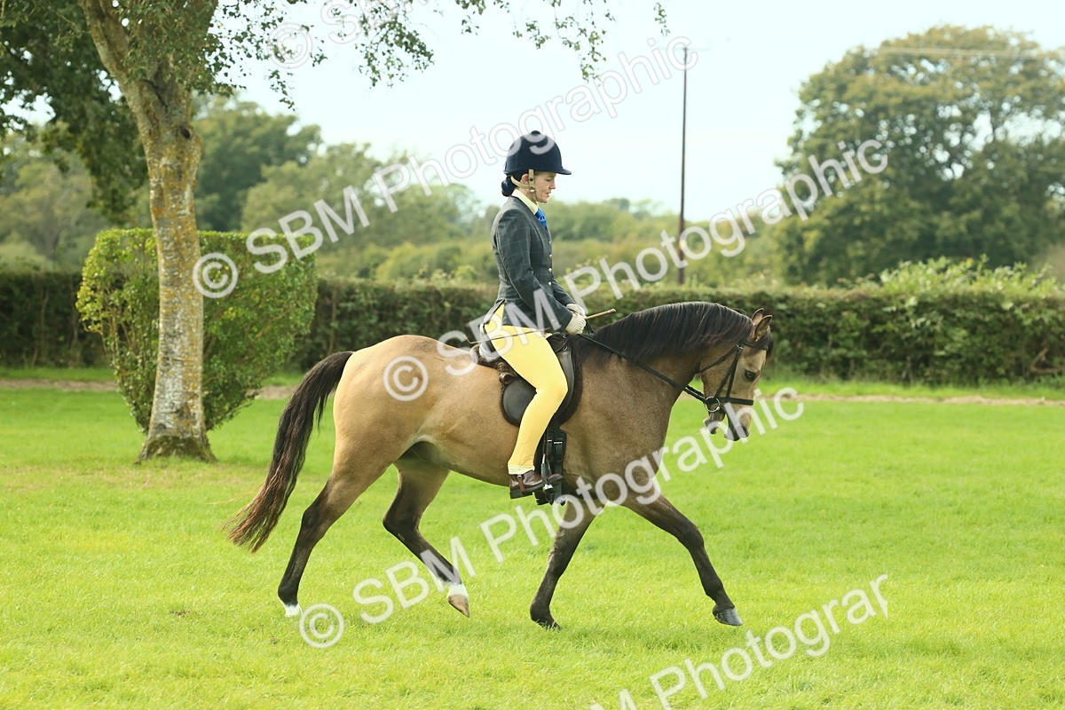 SBM_69808 - S59 - Mountain & Moorland Ridden Small Breeds