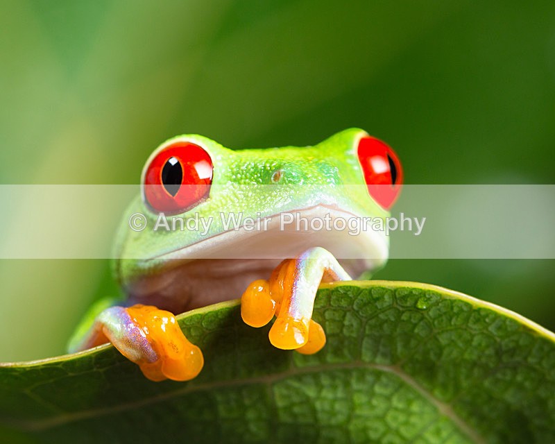 20151209-3K8A2545 - Frogs & Toads