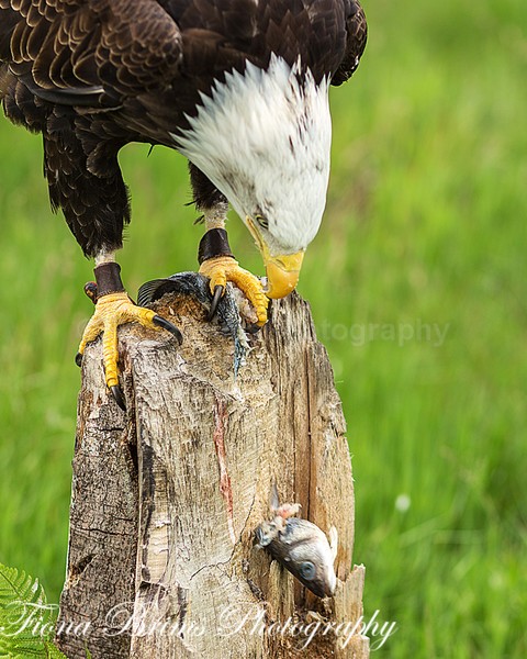 Wow June PD-35 - Birds of Prey