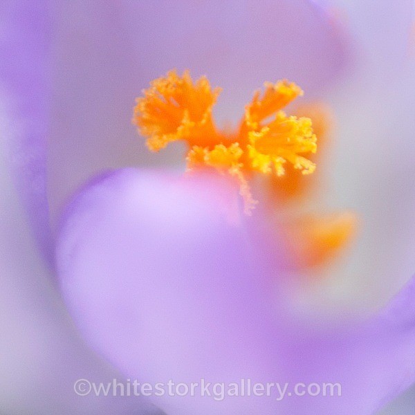 Crocus - Up Close !